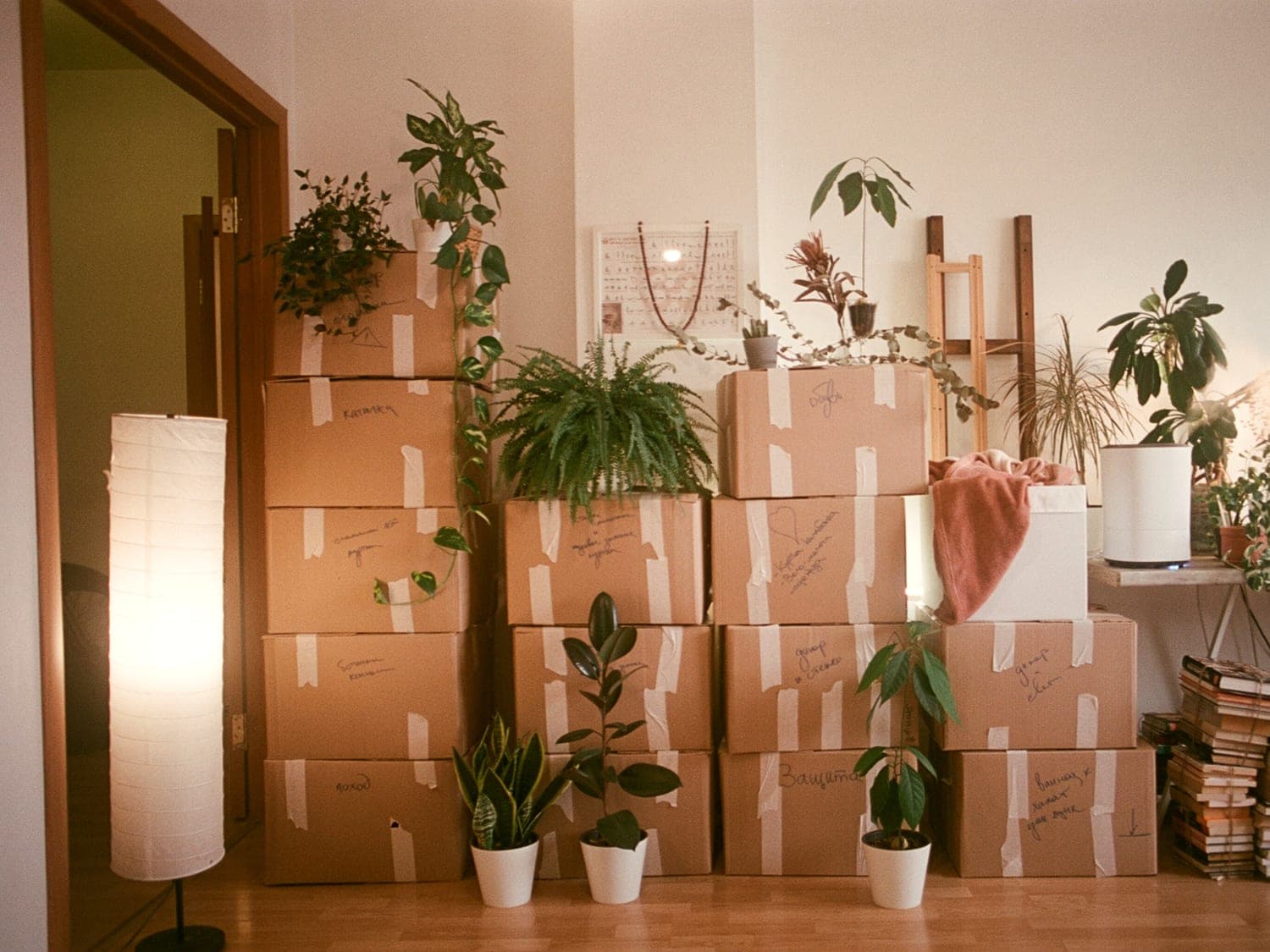 Boîtes de déménagement et plantes dans un logement